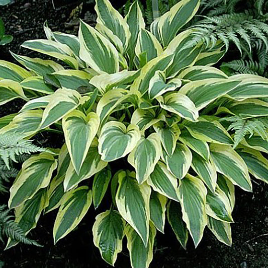 Lakeside Dragonfly Hosta