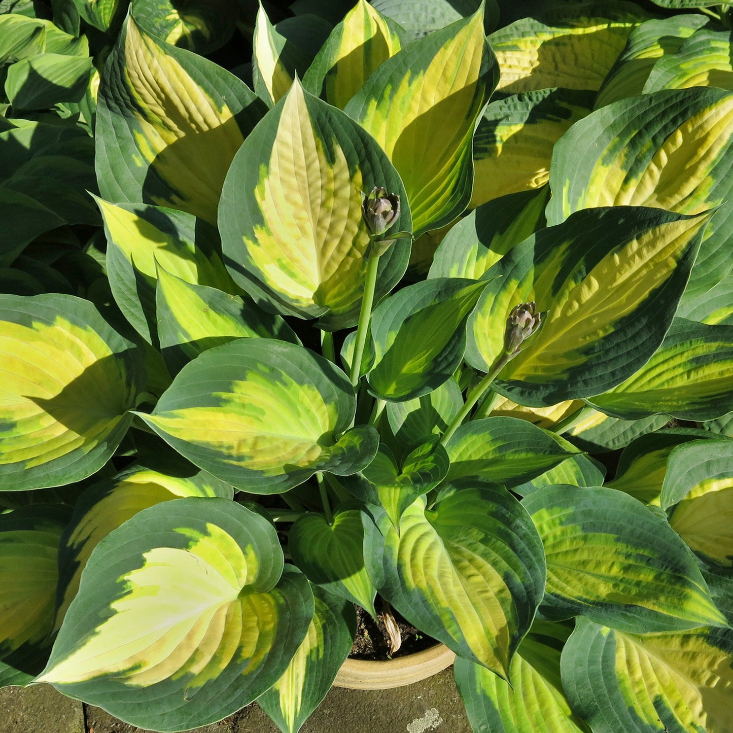 Forbidden Fruit Plantain Lily 1 Gallon / 1 Plant