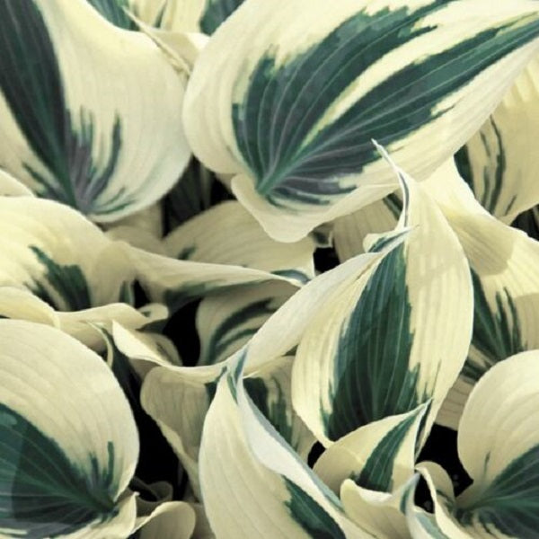 Firn Line Plantain Lily 1 Gallon / 1 Plant