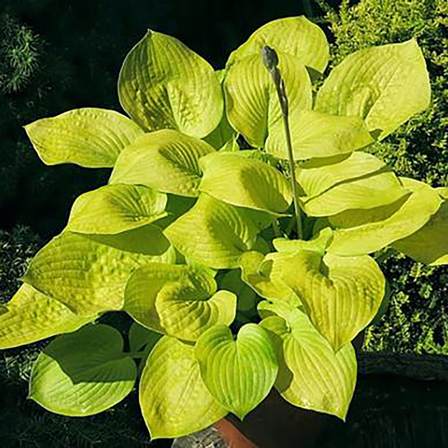 Glad Tidings Hosta