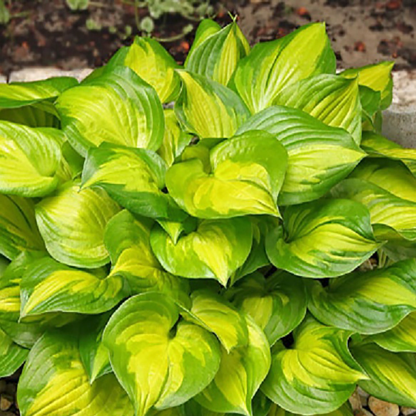 Lakeside Banana Bay Plantain Lily 1 Gallon / 1 Plant