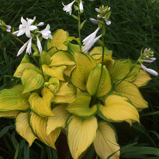 Stained Glass Plantain Lily 1 Gallon / 1 Plant