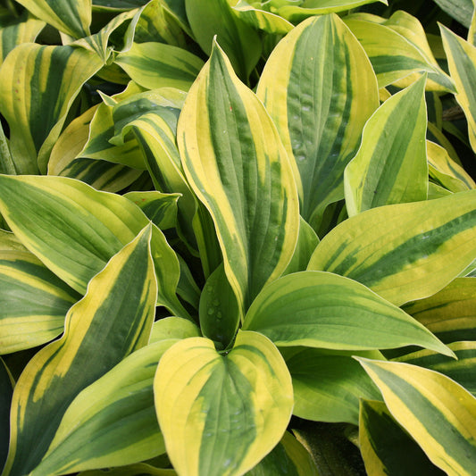 Velvet Moon Plantain Lily 1 Gallon / 1 Plant