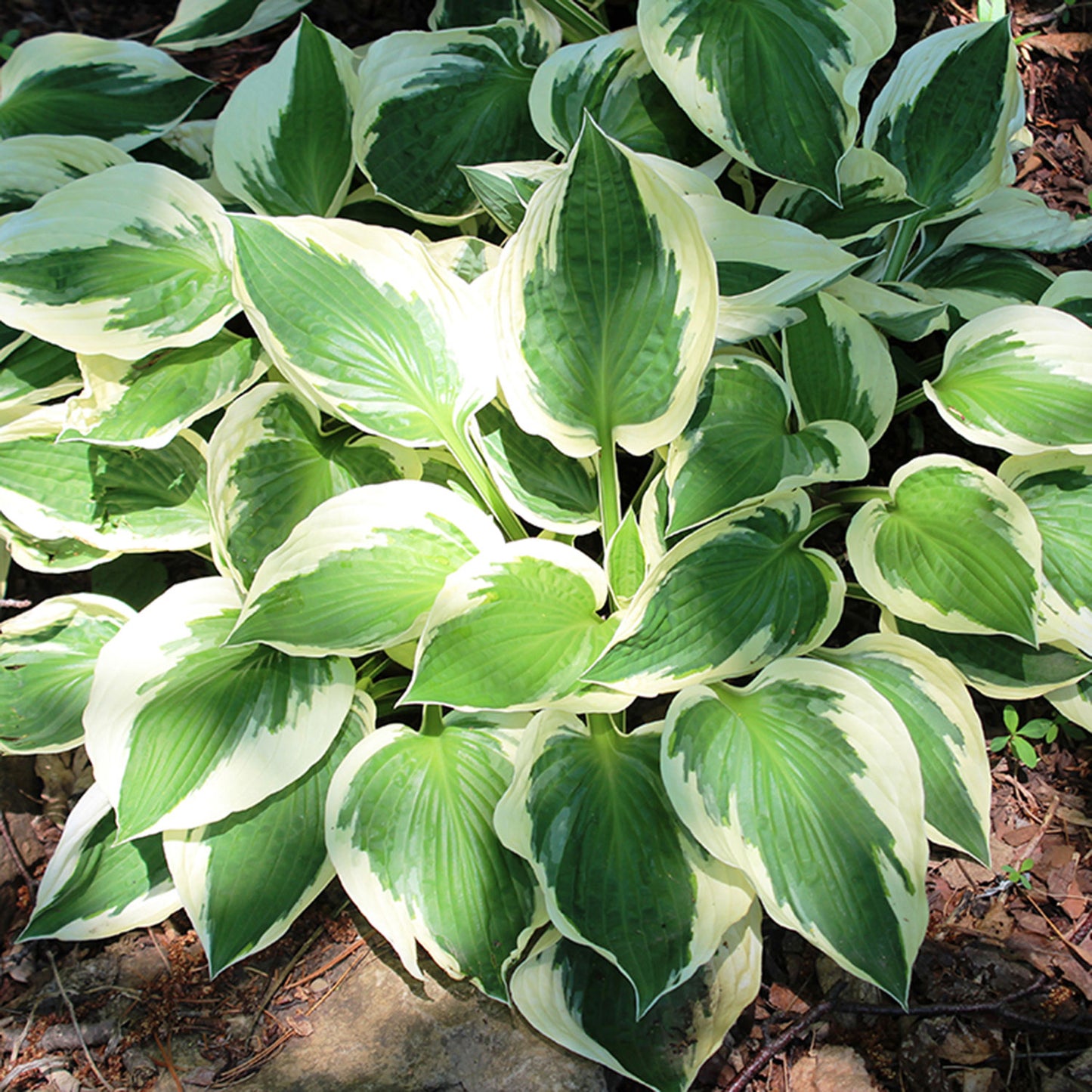 Patriot Hosta