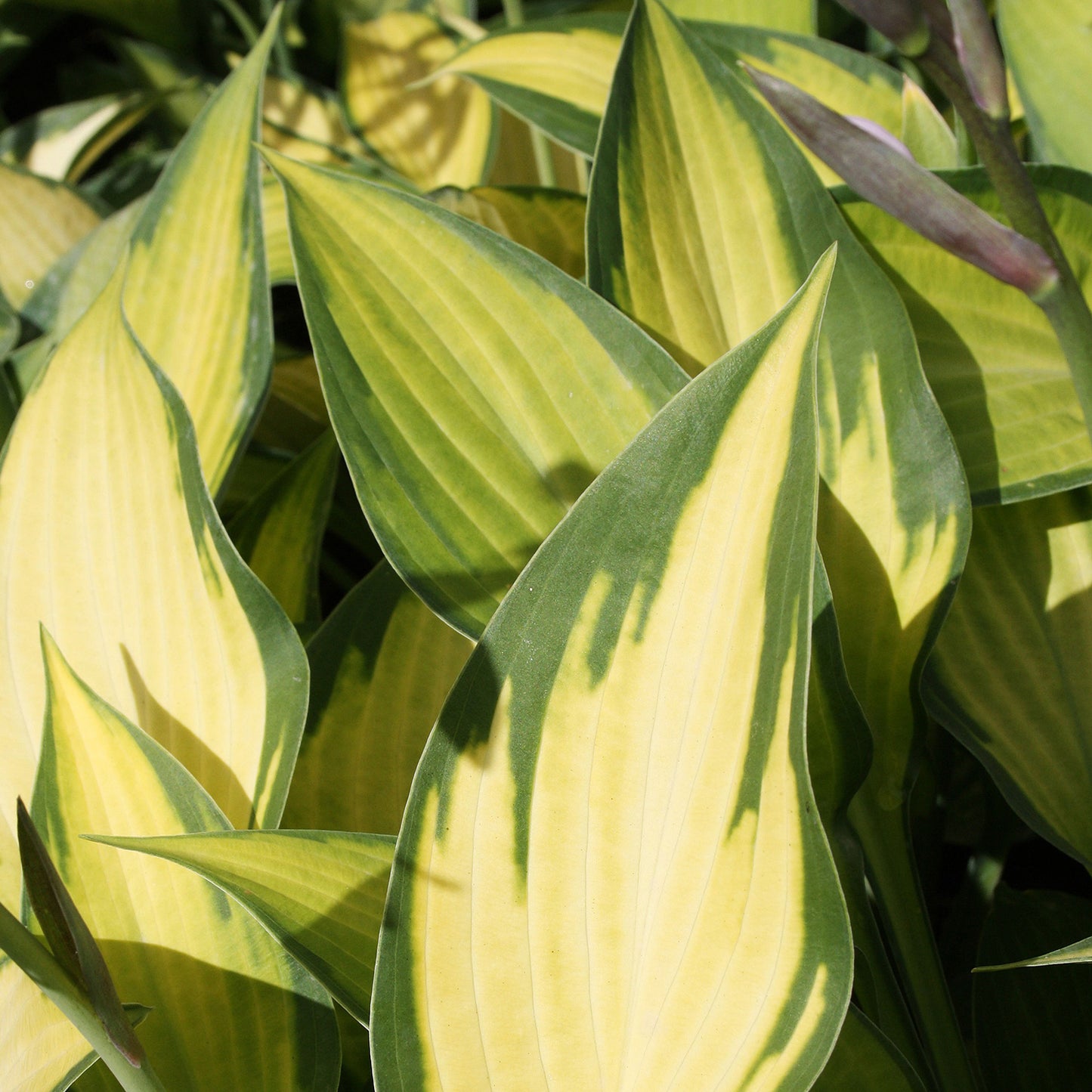 Paul's Glory Hosta