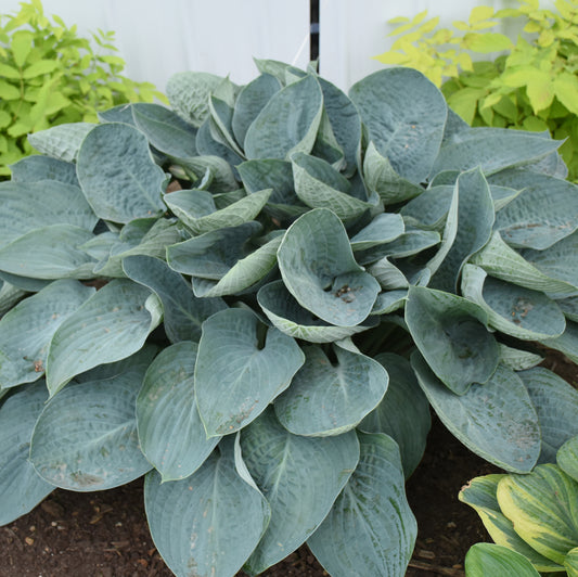 Above the Clouds Hosta