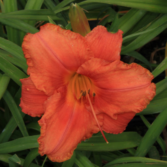 South Seas Daylily 1 Gallon / 1 Plant