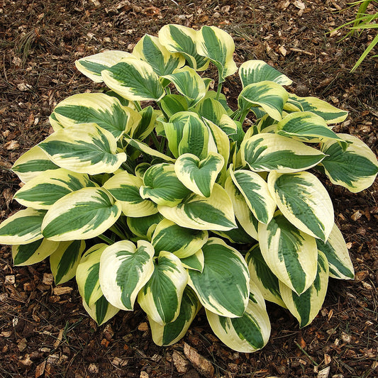 Wide Brim Hosta