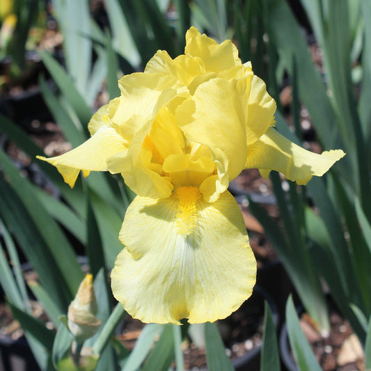 Harvest of Memories Bearded Iris