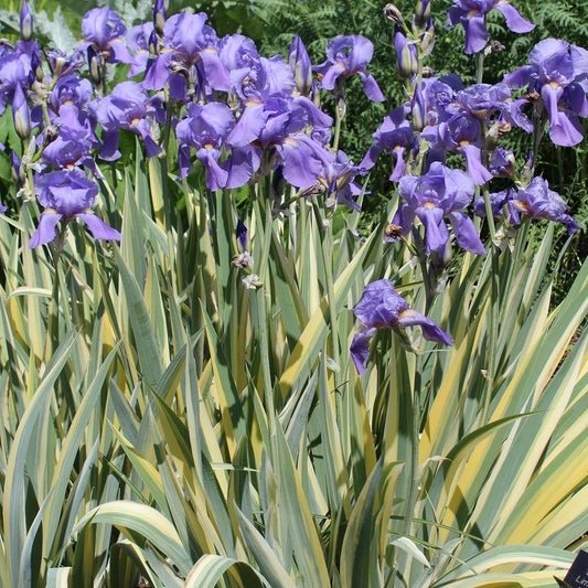 Golden Variegated Sweet Iris 1 Gallon / 1 Plant