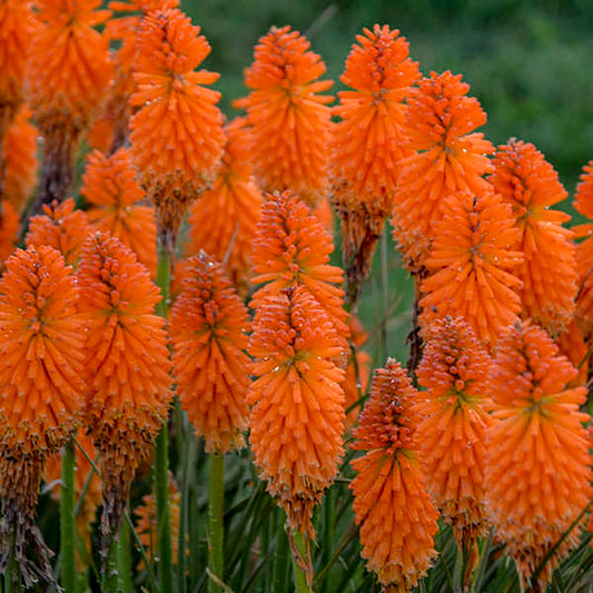 Orange Blaze Red Hot Poker 1 Gallon / 1 Plant