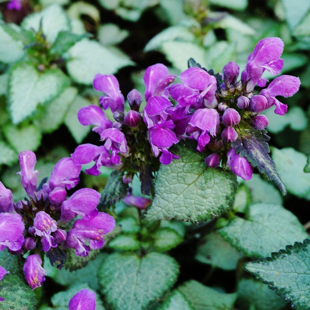 Dark Purple Deadnettle