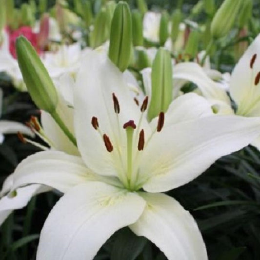 Sparkling Joy Asiatic Lily