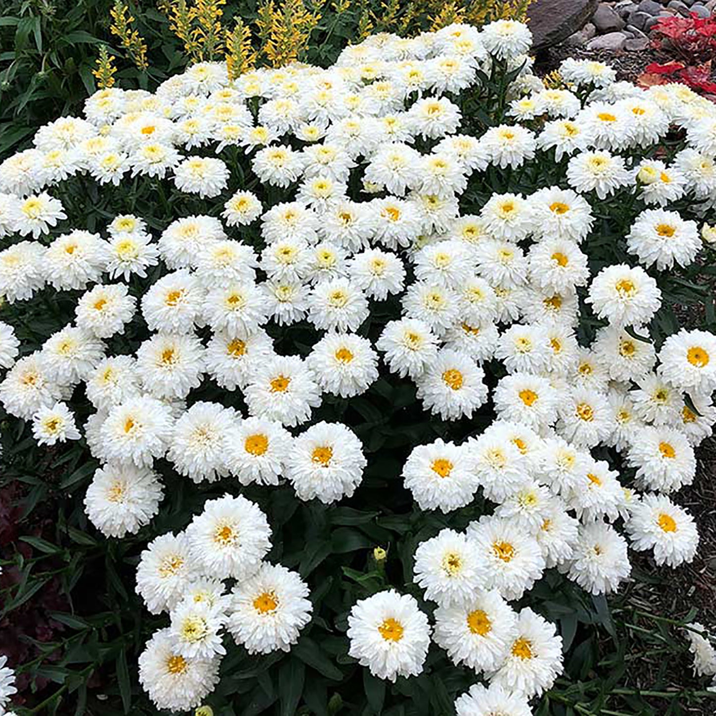 Macaroon Shasta Daisy 1 Gallon / 1 Plant