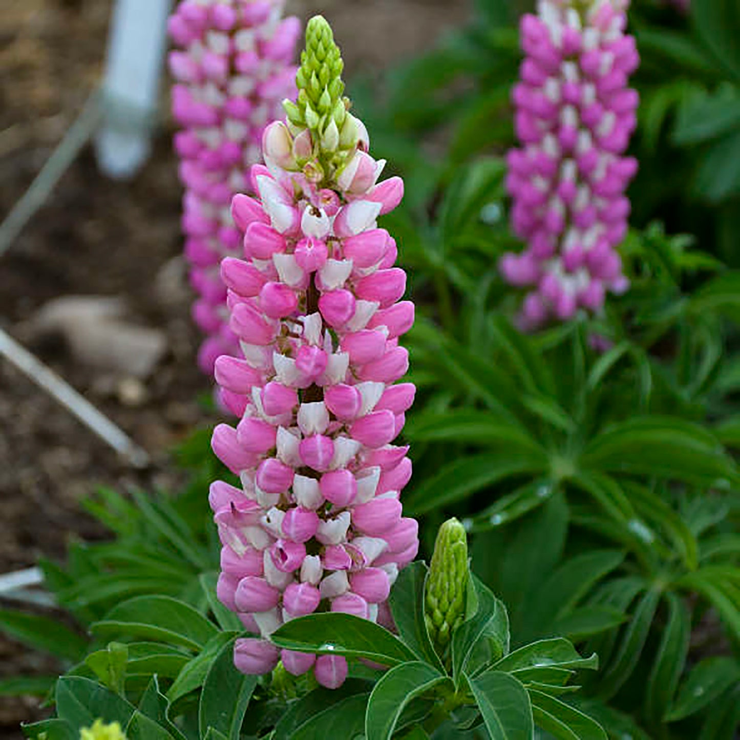 Pink Lupine 1 Gallon / 1 Plant