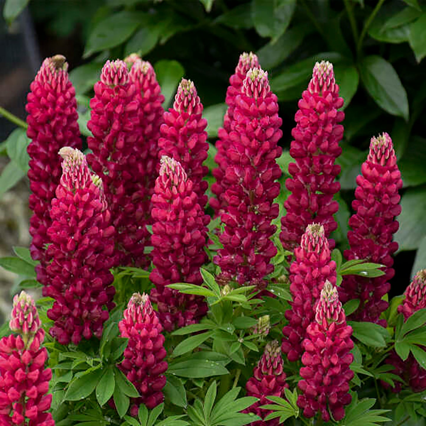 Red Lupine 1 Gallon / 1 Plant