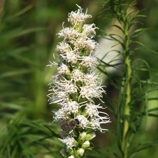 Floristan White Blazing Star 1 Gallon / 1 Plant