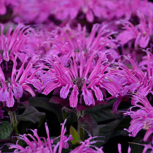 Leading Lady Plum Bee Balm 1 Gallon / 1 Plant