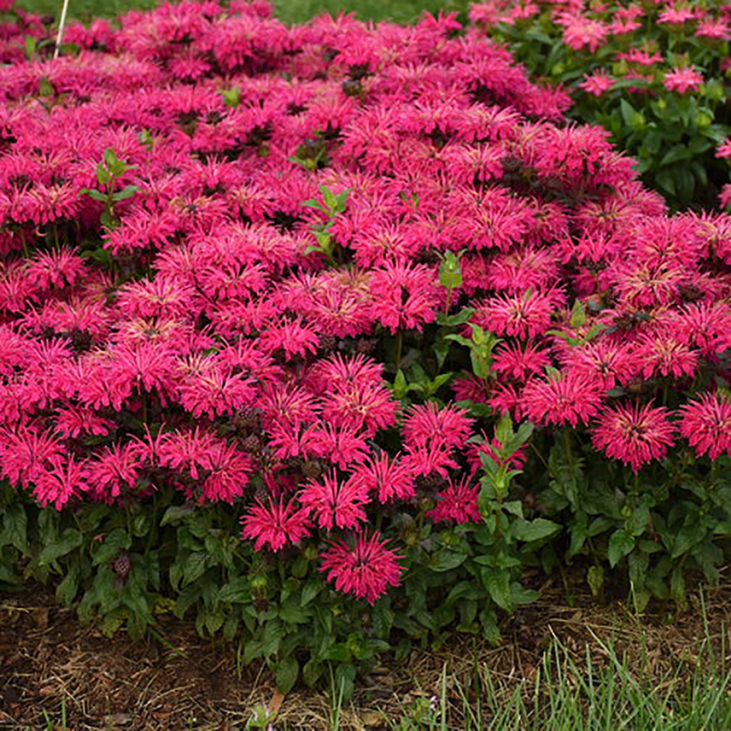 Leading Lady Razzberry Bee Balm 1 Gallon / 1 Plant