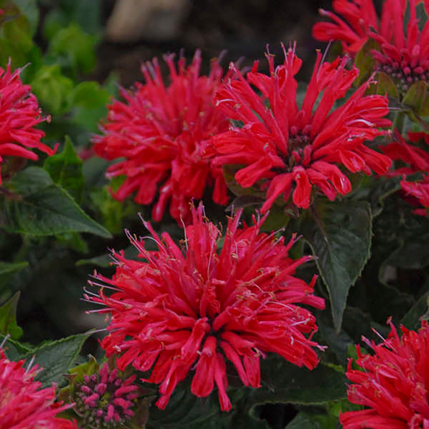 Cerise Bee Balm 1 Gallon / 1 Plant