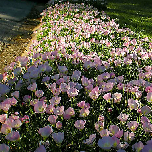 Siskiyou Evening Primrose 1 Gallon / 1 Plant