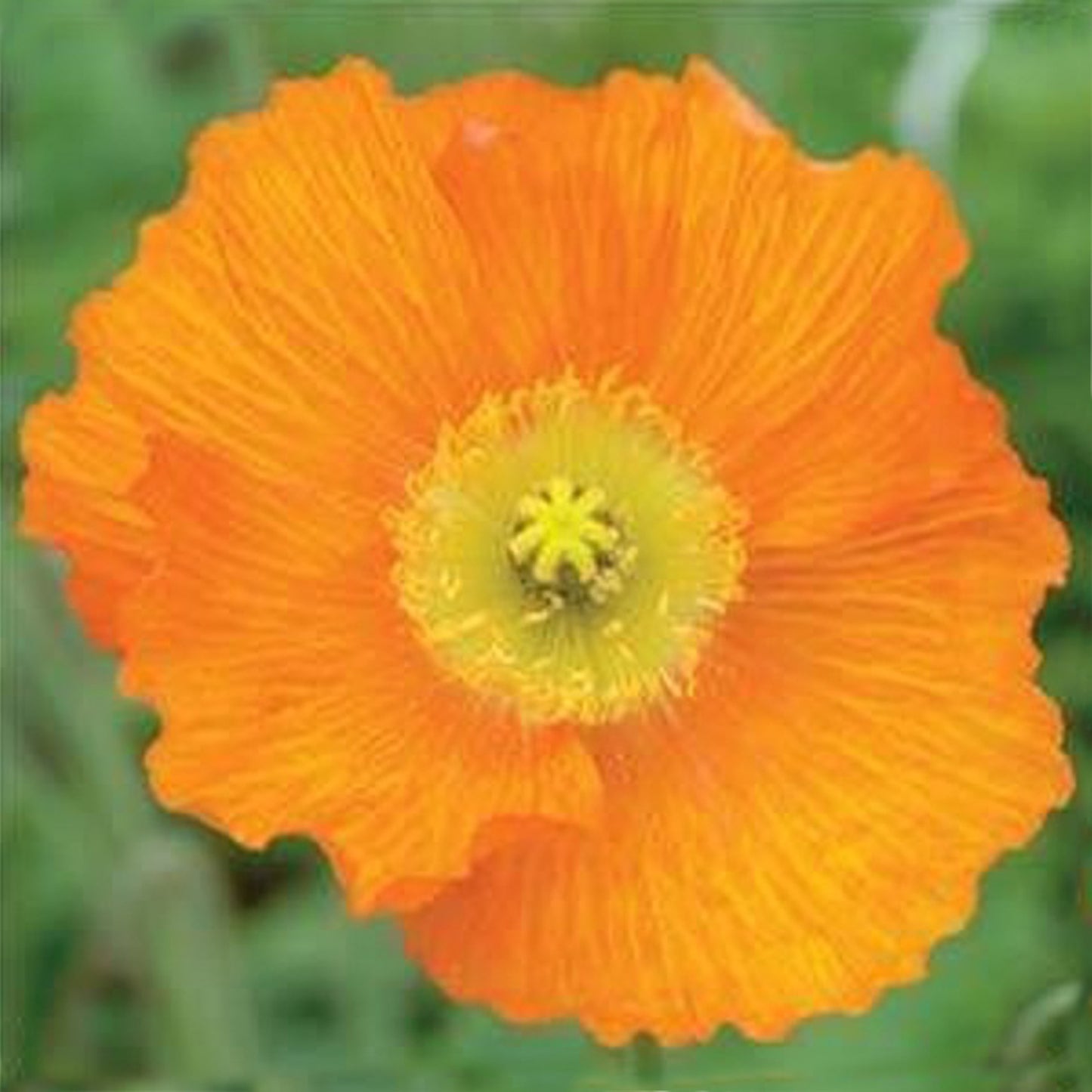 Orange Iceland Poppy 1 Gallon / 1 Plant