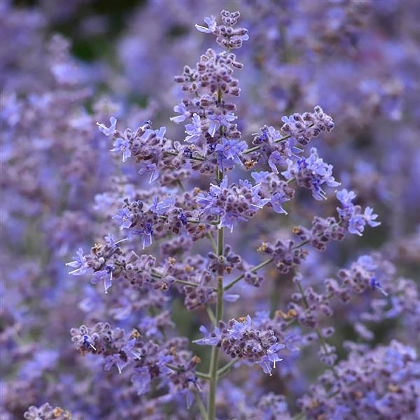 Compact Bluesette Russian Sage