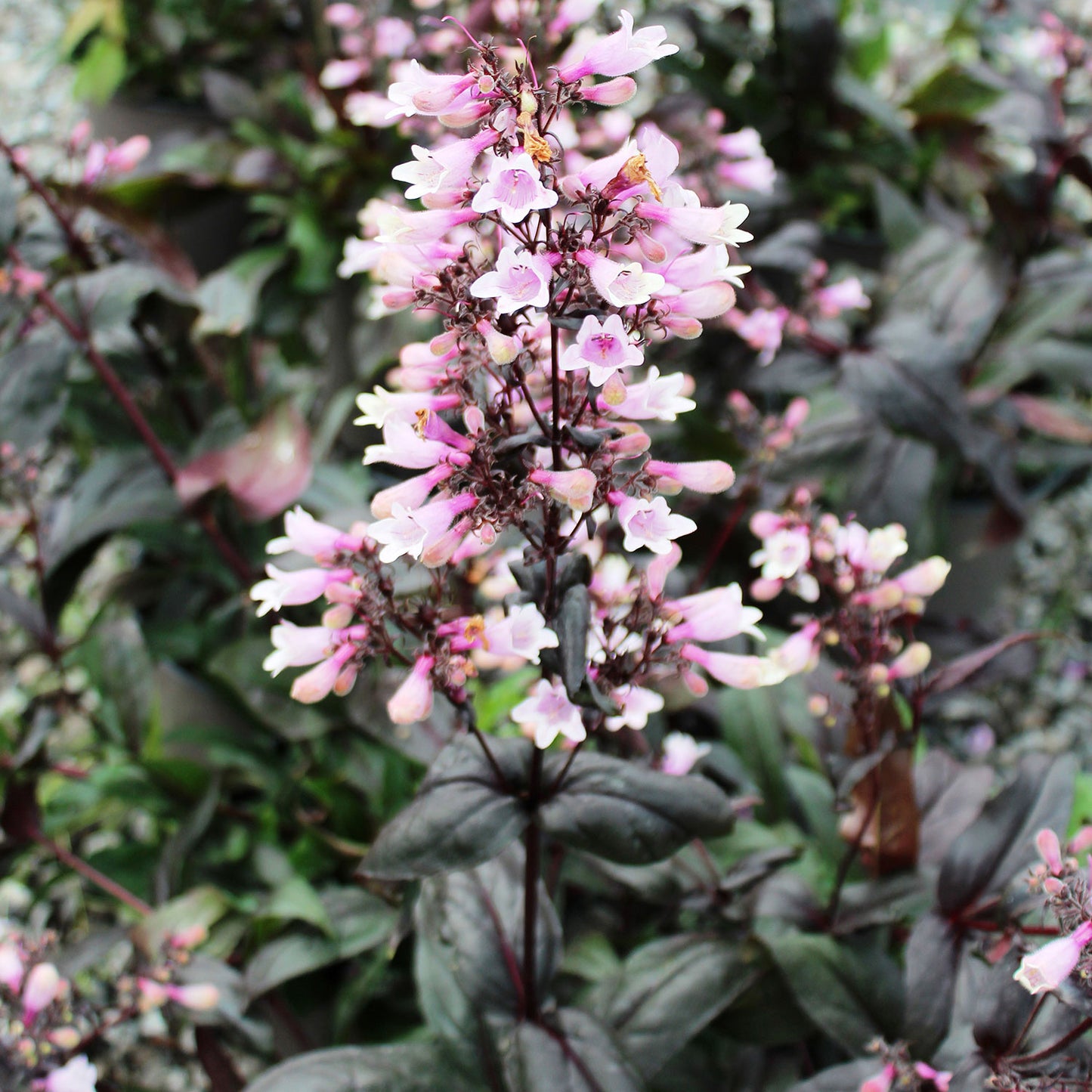 Dark Towers Penstemon 1 Gallon / 1 Plant