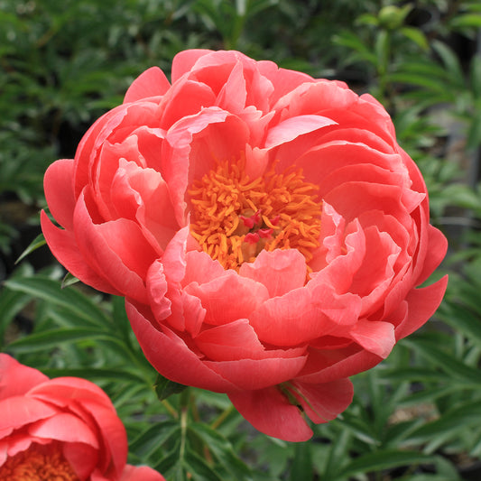 Coral Charm Peony 2 Gallon / 1 Plant