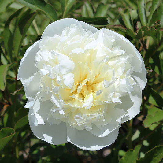 Duchesse de Nemours Peony 2 Gallon / 1 Plant