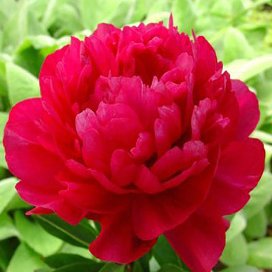 Kansas Peony 2 Gallon / 1 Plant