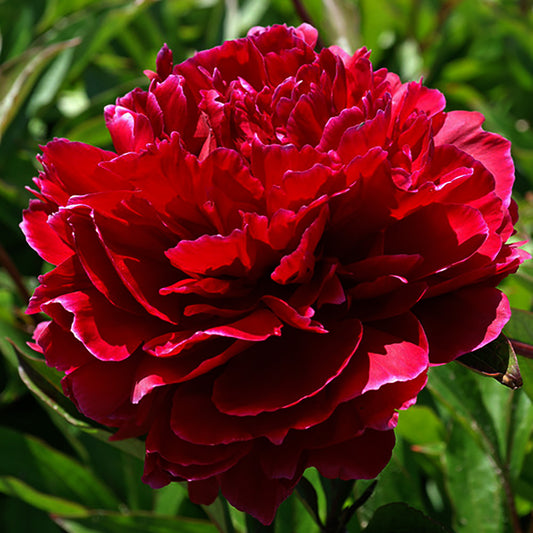 Red Magic Peony 2 Gallon / 1 Plant