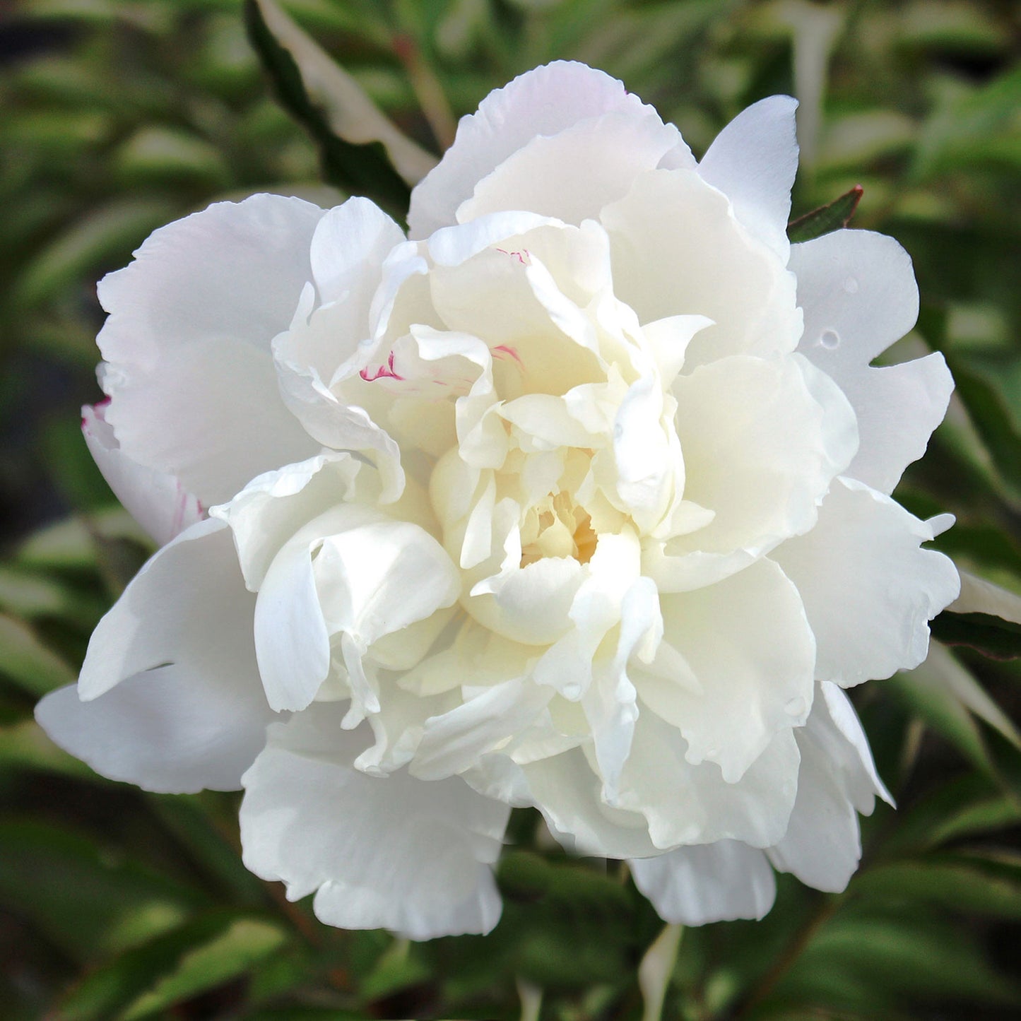 Shirley Temple Peony 2 Gallon / 1 Plant