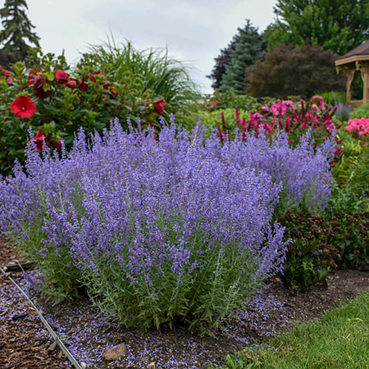 Denim 'n Lace Russian Sage 1 Gallon / 1 Plant