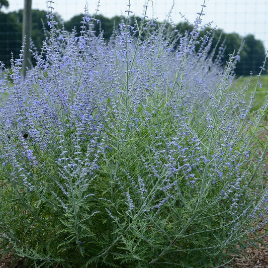 Little Lace Russian Sage 1 Gallon / 1 Plant