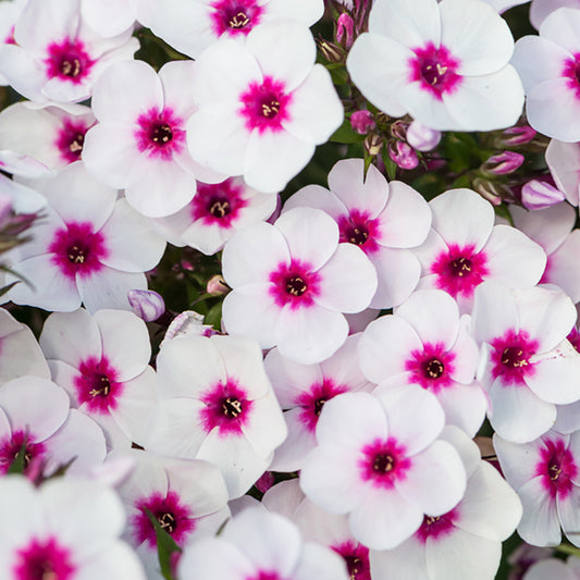 Blush Pop Summer Phlox 1 Gallon / 1 Plant