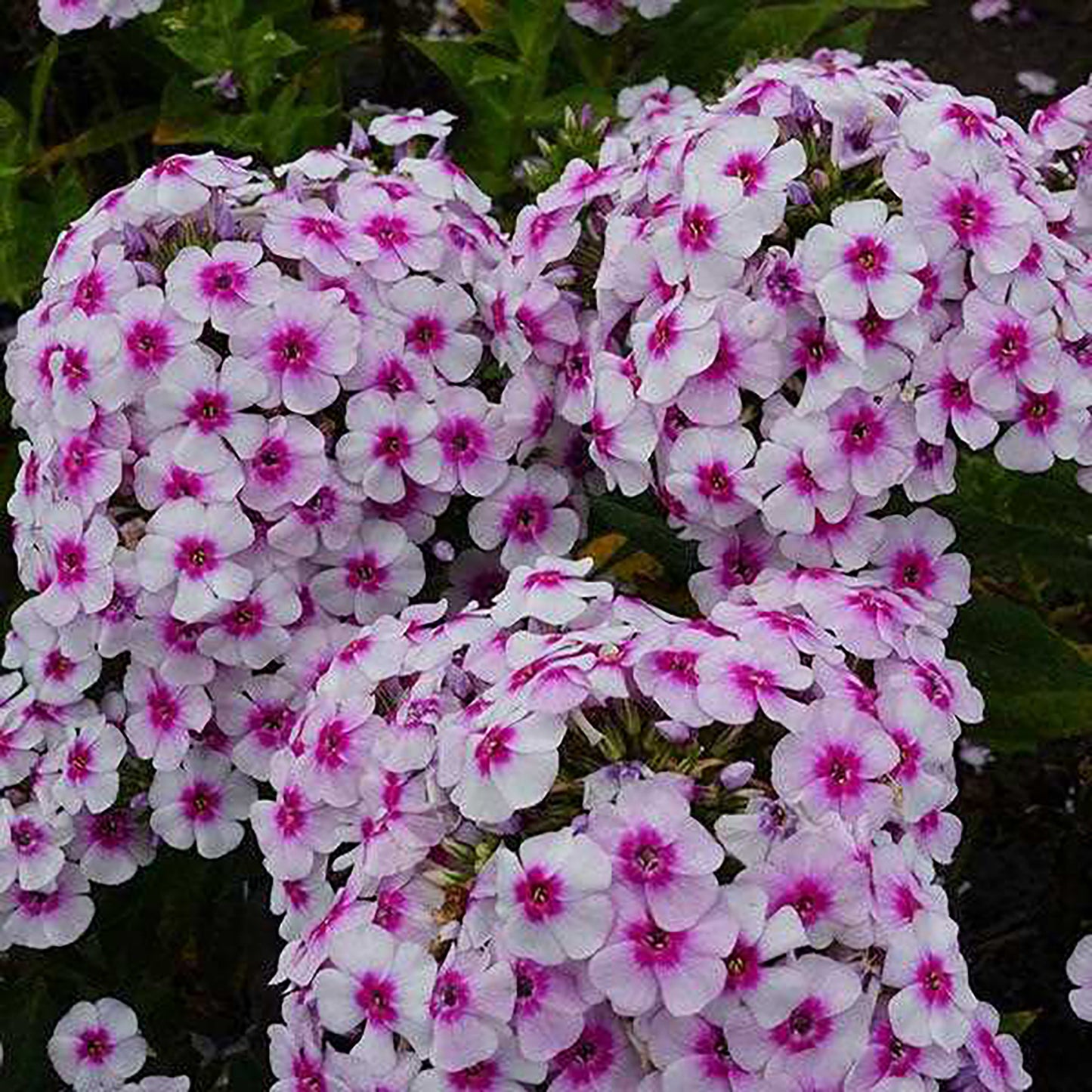 Ka-Pow White Bicolor Garden Phlox