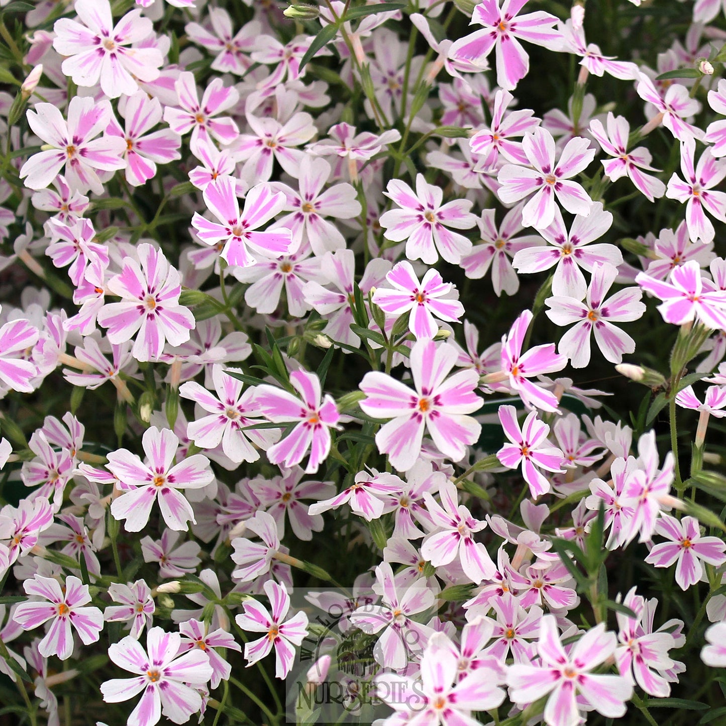 Candy Stripe Creeping Phlox 1 Gallon / 1 Plant