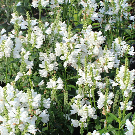 Miss Manners Obedient Plant 1 Gallon / 1 Plant