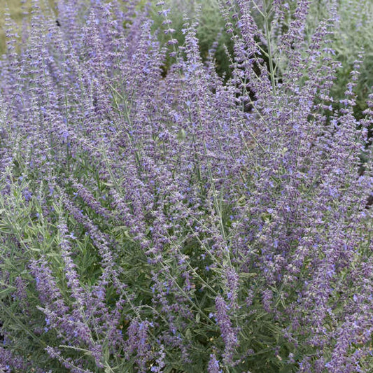 Prime Time Russian Sage 2 Gallon / 1 Plant