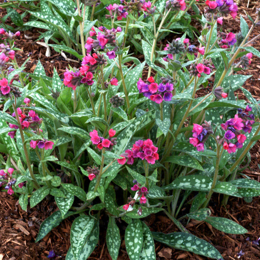 Raspberry Splash Lungwort 1 Gallon / 1 Plant