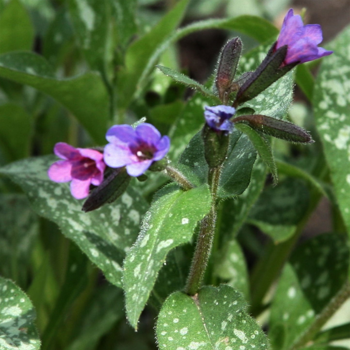 Majeste Lungwort