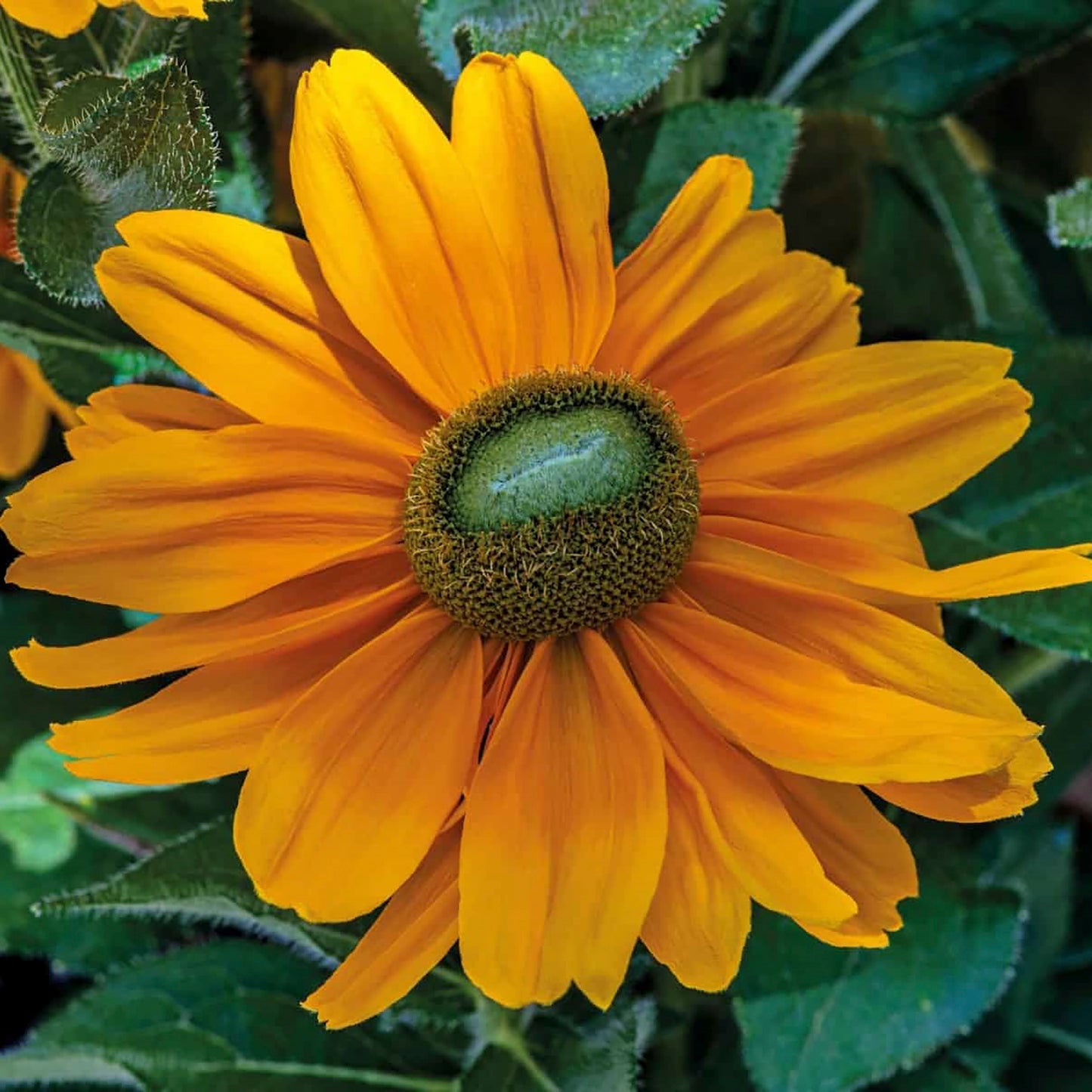 Amarillo Gold Black-Eyed Susan 1 Gallon / 1 Plant