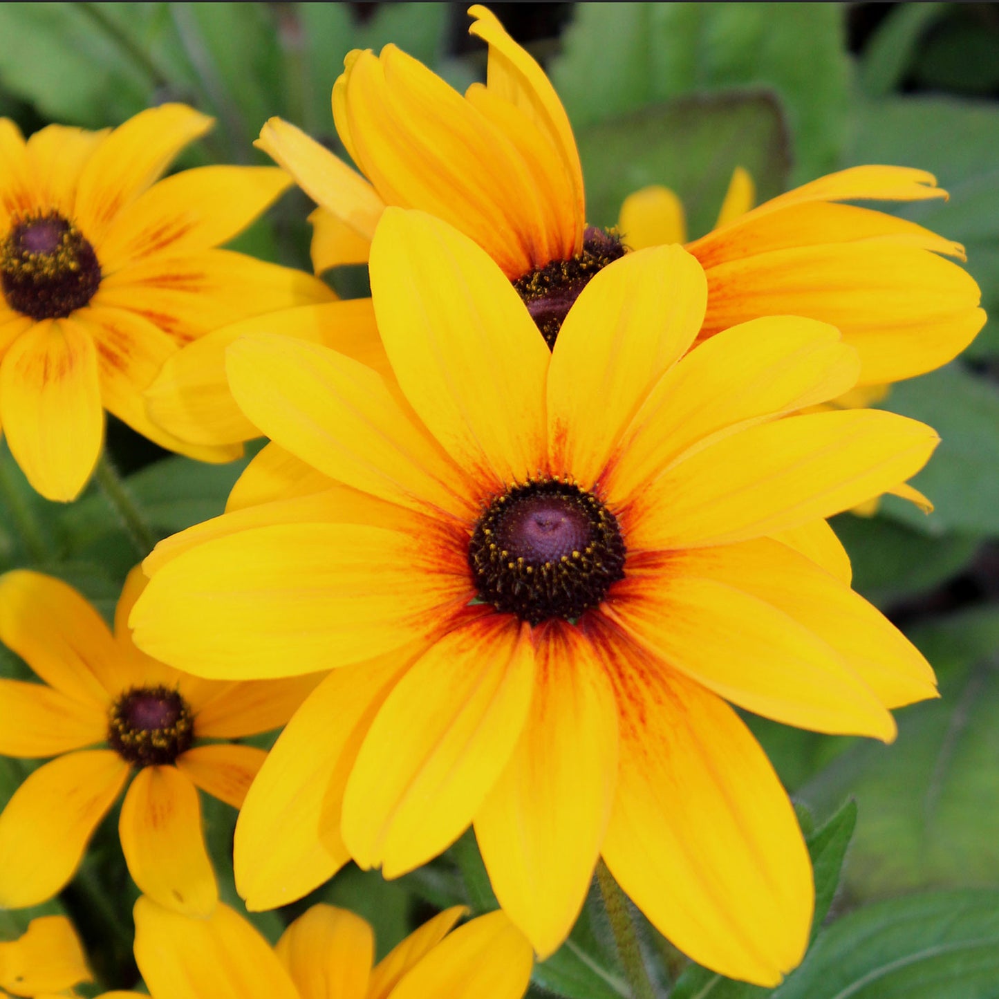 Indian Summer Daisy 1 Gallon / 1 Plant