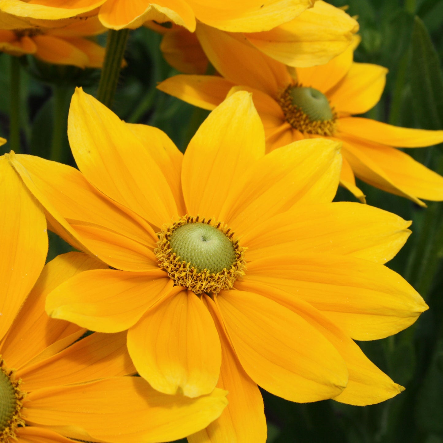 Prairie Sun Black-eyed Susan