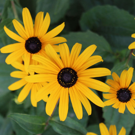 Black Eyed Susan - Little Goldstar