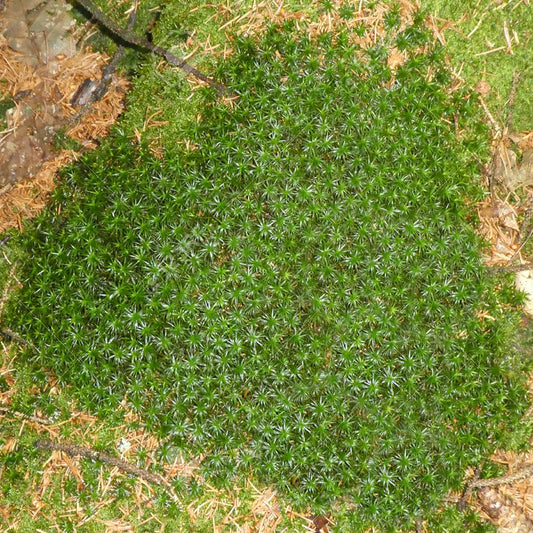 Irish Moss 1 Gallon / 1 Plant