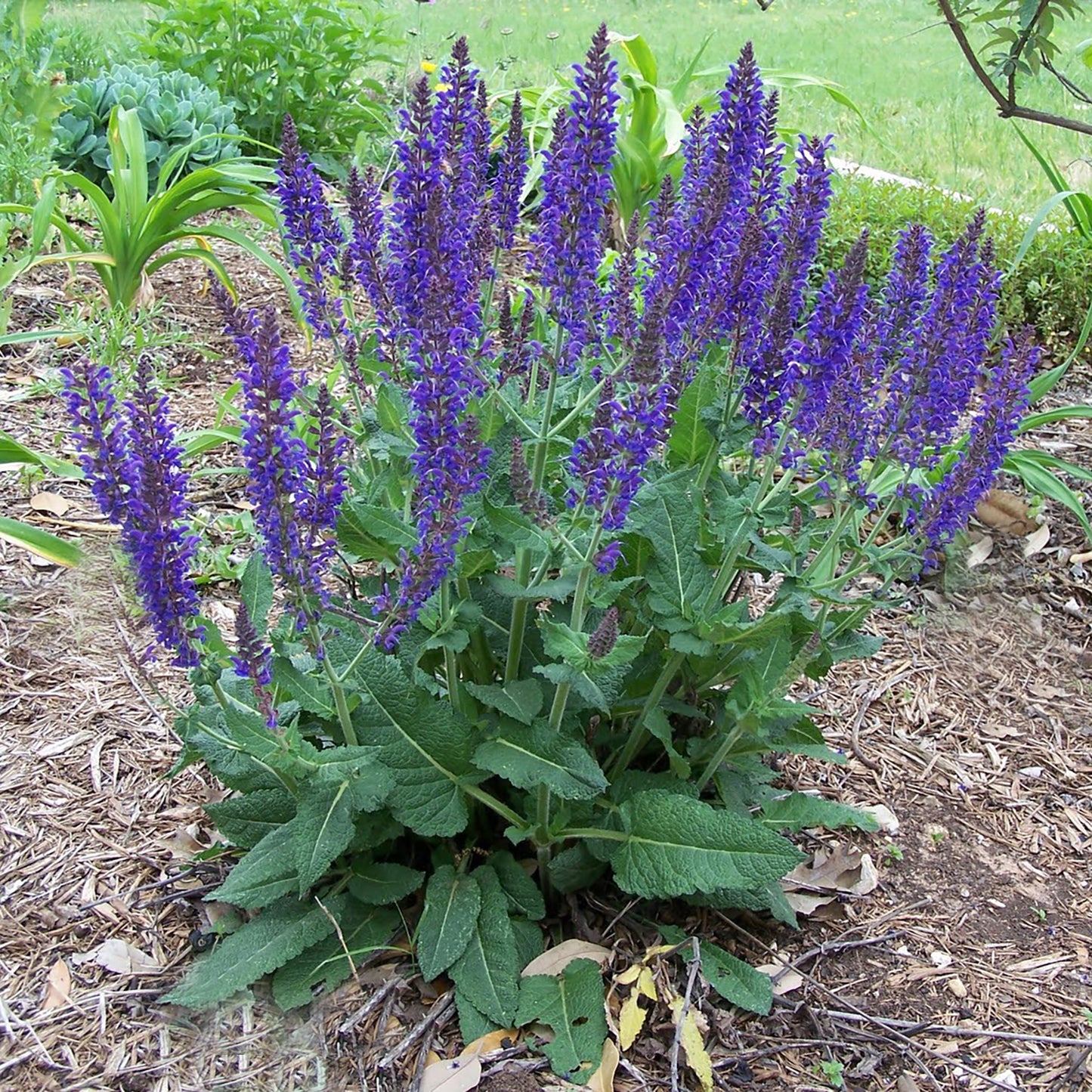 April Night Meadow Sage