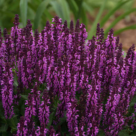 Bumbleberry Meadow Sage