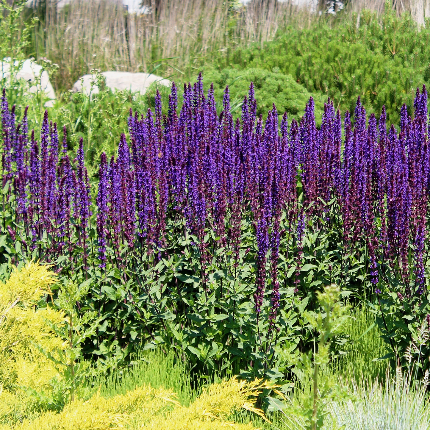 Caramia Meadow Sage